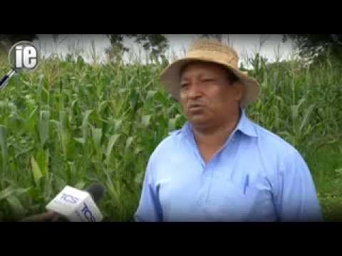 Video: ¿Cuánto gana un agricultor de frutas?