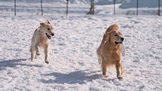 【癒し】犬生初の雪遊びで大はしゃぎする愛犬見てると泣けてくる