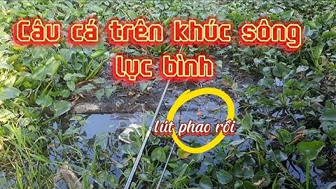 Câu Cá Sông Trên Khúc Sông Lục Bình #fishing #cauca