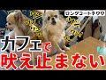 【犬しつけ】要求吠え、警戒吠えが止まらない！！ドッグカフェで落ち着いて食事がしたい！【ロングコートチワワ】【吠え癖】