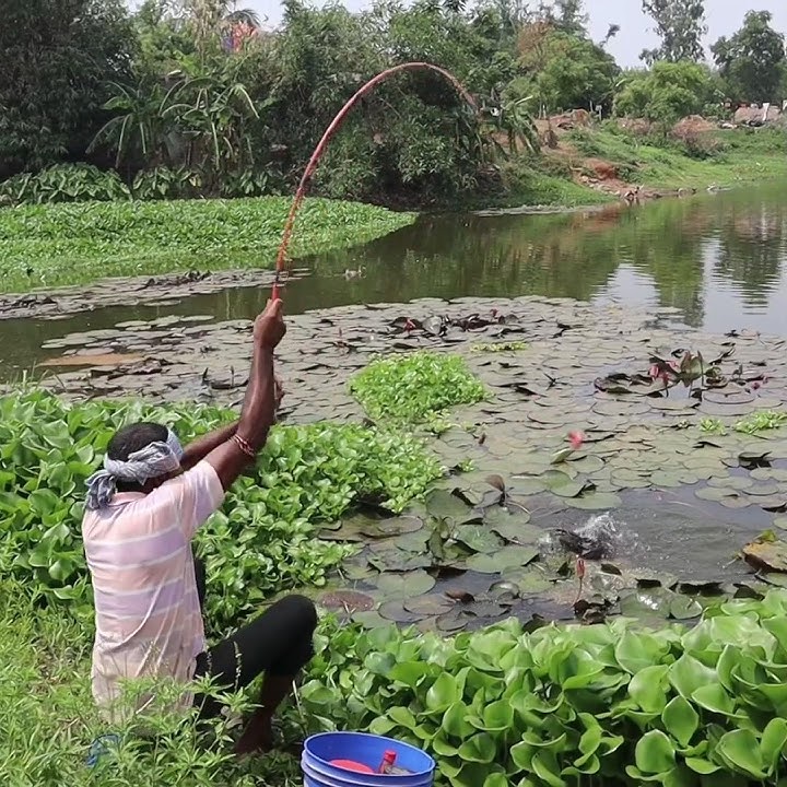 village man catch a hook fishing🎣 in big lotus pond #fish #fish_video #fishing_videos #fishing