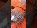 Cutting a Tree Trunk to Reveal Rich Red Wood