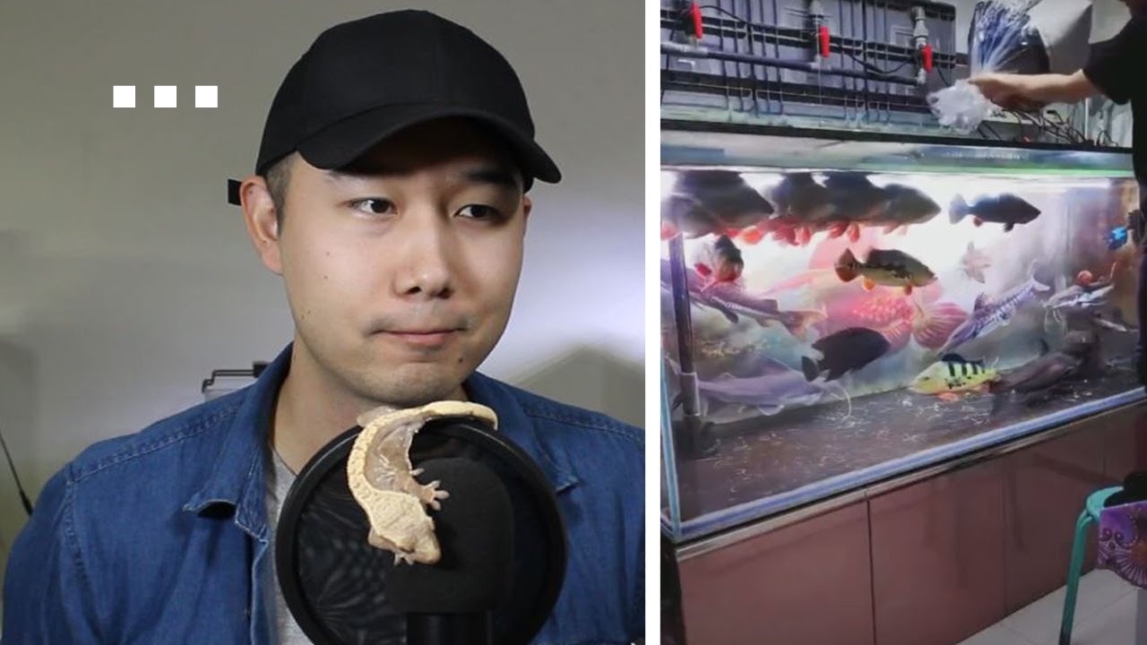 IS THIS A GOOD FISH TANK? | Fish Tank Review 96