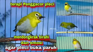 Terapi Penggacor Pleci Paling Ampuh Merangsang Birahi Dan Emosi || Pleci Bustomi Gacor
