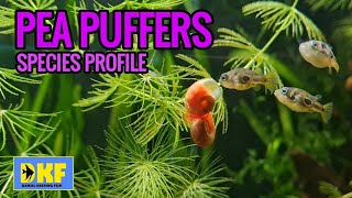 PEA PUFFER SPECIES PROFILE.