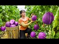 Harvesting melon ichiba goes to market sell  take care of piglets  tiu vn daily life