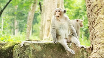 Anita And Joey Monkey-Loni MonkeyJune29-2022,G-Maz..390..Amber