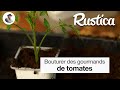 Bouturer les gourmands de tomate