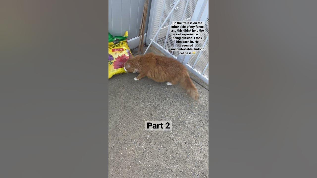 loud scared catshorts viralcats cuteanimals poorbaby outdoors 