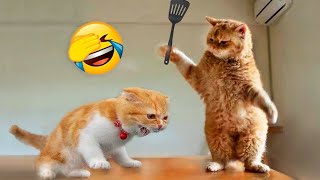 Try Not To Laugh Challenge - Funny Cat &Dog Vines compilation 2023