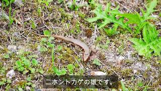 シマヘビに狙われるニホントカゲ Plestiodon japonicus 雄