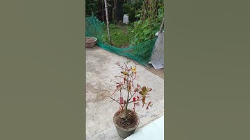 Cúng cơm Mùng 1 Tết Ất Tỵ ở quê nhà