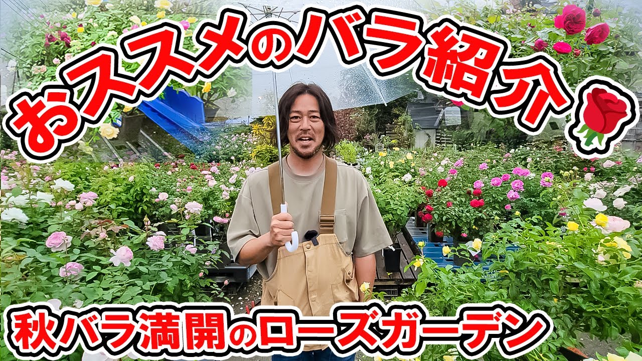 ローズガーデンカネコ🌹おススメのバラ紹介♪【バラ満開】のお店が凄すぎました♪(秋バラ紹介③)