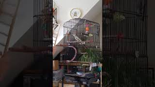 Cockatiel singing If You&#39;re Happy and you Know it