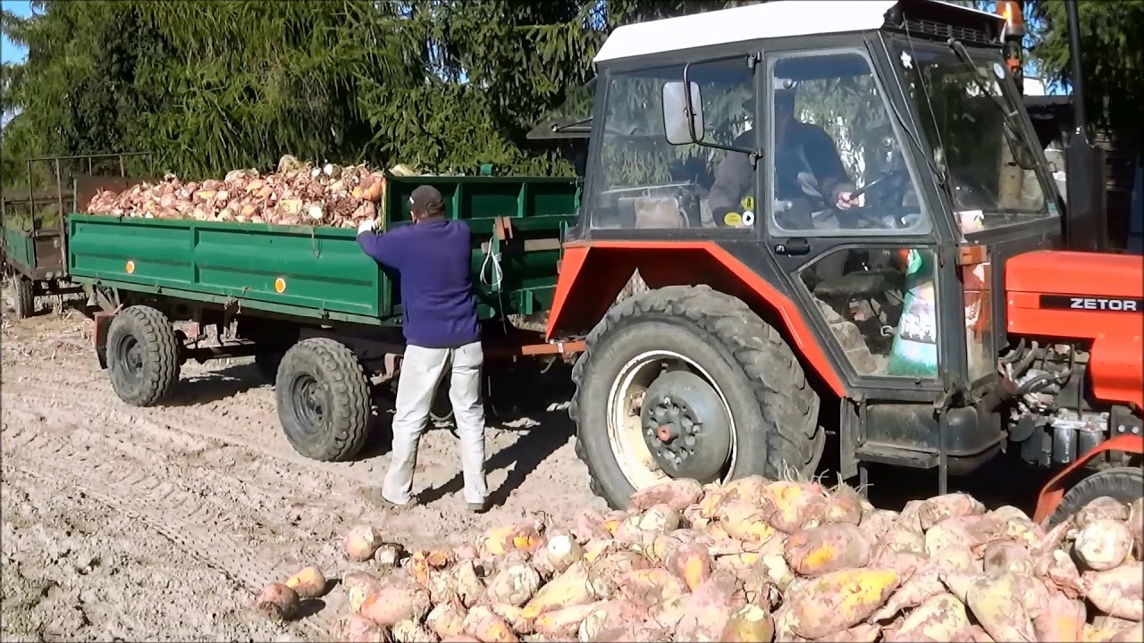 Buraki pastewne 2018 ZETOR&SANOK