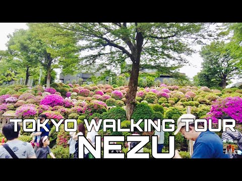 【🇯🇵4K】도쿄 네즈 신사의 진달래 축제 둘러보기～根津神社つつじ祭り～【Nezu in Tokyo】