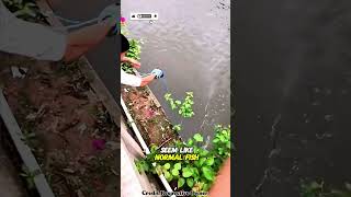 Zombie Fish Shock River Discovery🐟😱#short
