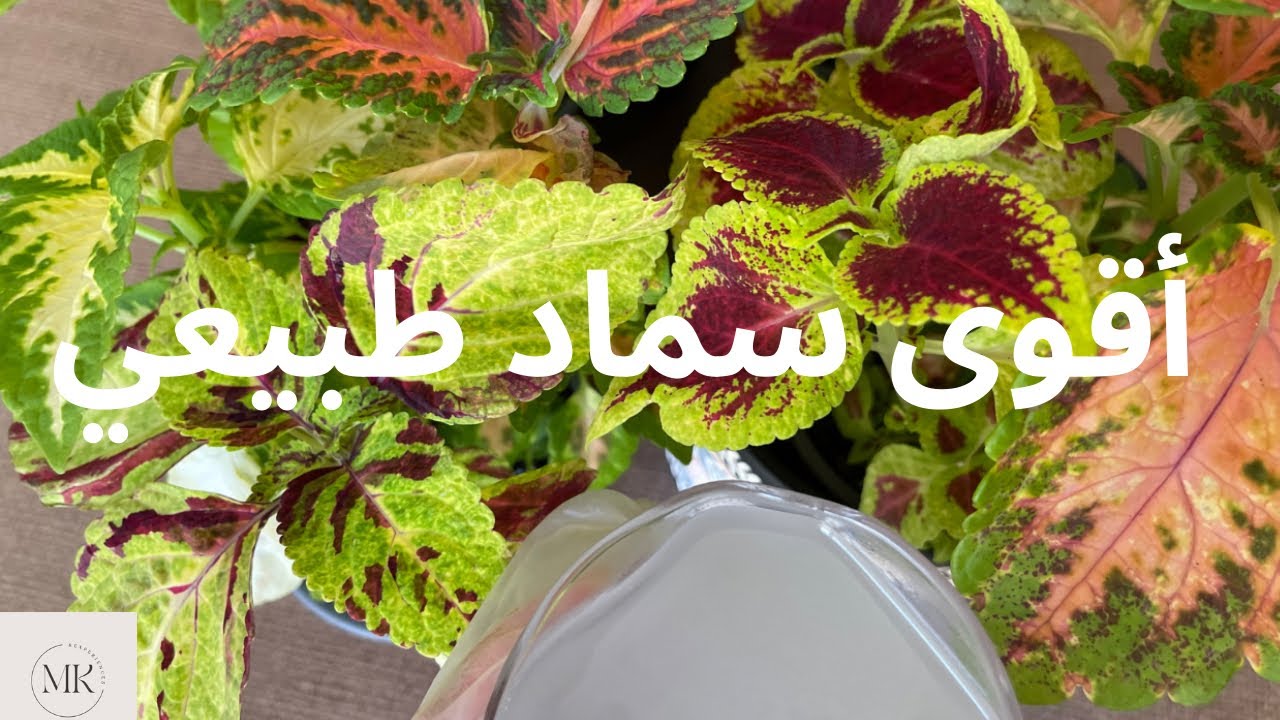 أقوى سماد طبيعي للنباتات المنزلية لنمو سريع🪴🪴