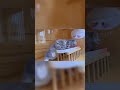 Cute Kittens Eat Meat #cutekitty #shorts