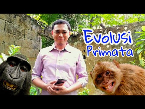 Masih Percaya Manusia Mengalami Evolusi ? || Evolusi Primata