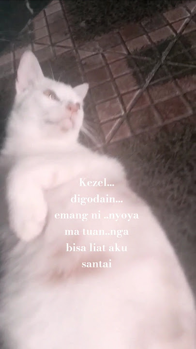 #cat kezel aku tampol ni#kucingbelangtiga #videoshort #videoviral #kucing