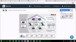 Mouse Genetics Simulation