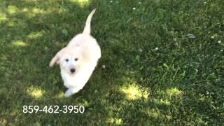 Rosie - English Teddy Bear Goldendoodle