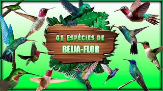 41 ESPÉCIES de BEIJA FLOR - Seus Cantos, Suas Características, Seus Hábitos screenshot 5