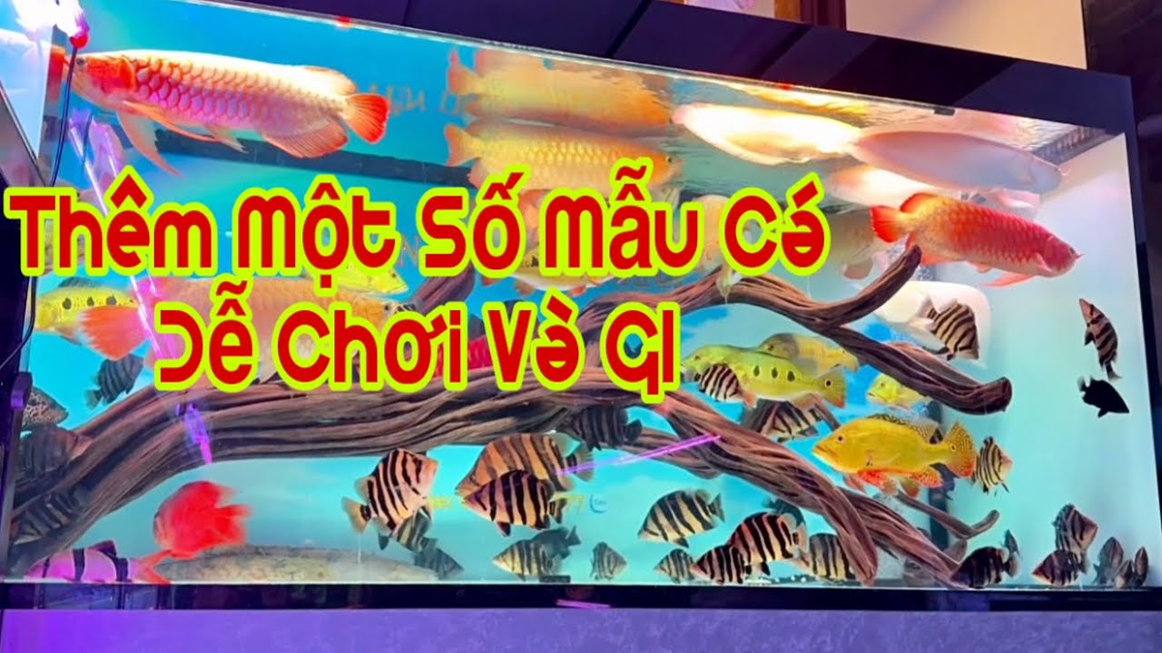 Một Số Cá Rồng Dễ Chơi - Dễ Giao Lưu Cùng Ae - Cá Rồng Truyền Trần 