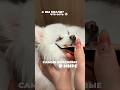 А какая для вас самая красивая ?🐶