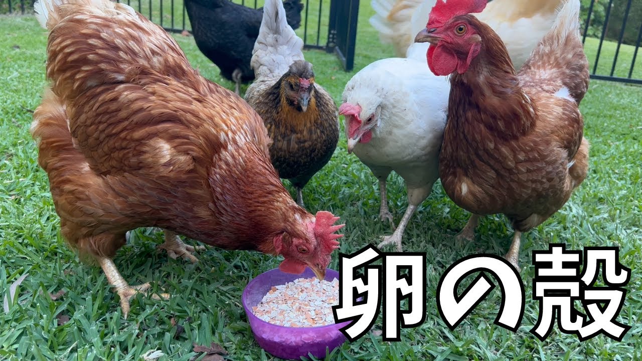 【にわとり】卵の殻をあげてみよう！！ - YouTube