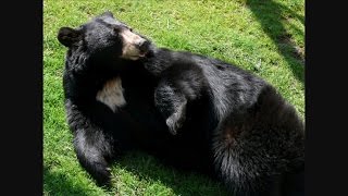 FACTS : Black Bear
