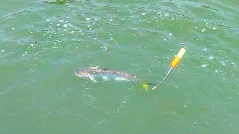 Câu cá cùng Sông Nước Cần Giờ - Châu Huỳnh | Thu hoạch cá Bông lau, cá Út.