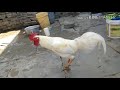 Chukkalo kekkinadu sakkaniduu from cock version