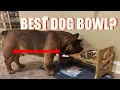 Top Dog Bowl For French Bulldogs | Best Amazon Purchase