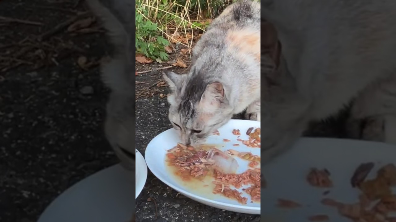 Sakura Cat Eating Cold Cat Food On A Hot Morning Sakura Cat Eating Cold Cat Food On A Hot Morning