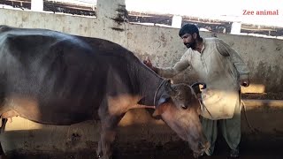 infection injury with buffalo treatment by veterinary doctor it form Karachi