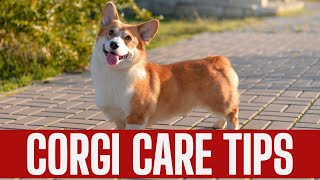 Corgi Care Tips | Pet Adventure TV