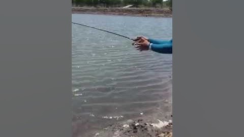 Chẽm lá tại Hồ câu nước mặn 9 Phước...