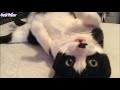 If You&#39;re Happy And You Know It Say MEOW - Cute Funny CAT