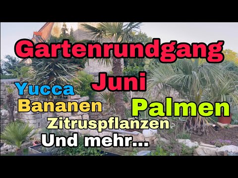 Video: Kommt Cordyline jedes Jahr wieder?