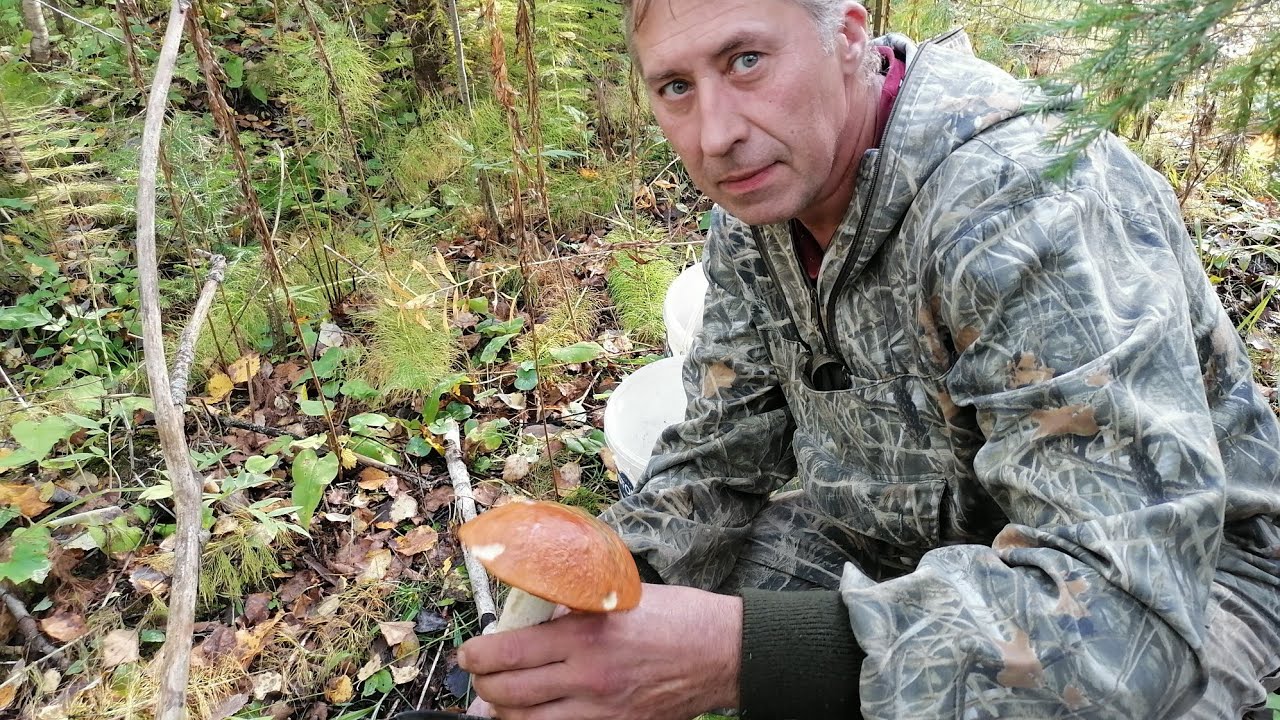 С мужем в лесу. Набрали грибов. ???? - YouTube