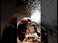 This Beetle Shoots Boiling Chemical Explosions to Survive — Nature's Most Dangerous Insect