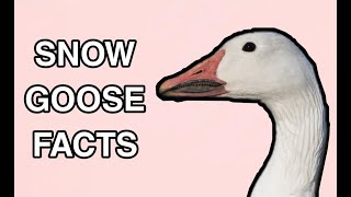 Snow Goose Facts  Wild Waterfowl!