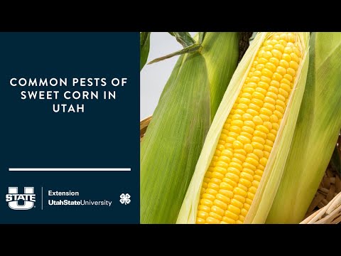 Video: Stewart's Wilt Sweet Corn Control: gestione della peronospora batterica del mais