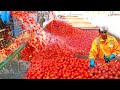 How Tomato Ketchup Is Made, Tomato Harvesting And Processing Process With Modern Technology