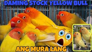 MALABON PET MARKET UPDATE MARCH 9 DAMING MURANG LOVEBIRDS #africanlovebird #lovebird #birds