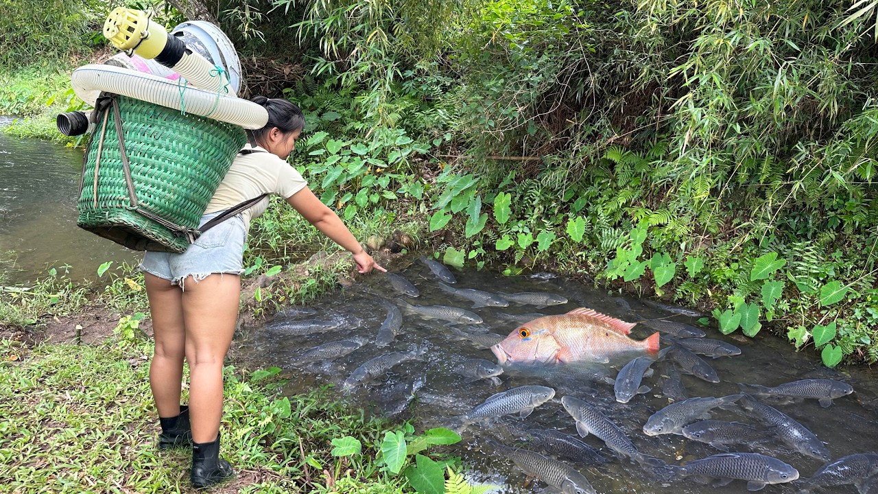 Unique fishing method: Harvesting fish by draining an abandoned pond ...