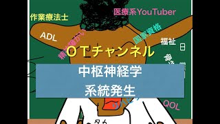 中枢神経学（系統発生）　1時間目「作業療法士（OT）の為の国家試験対策」