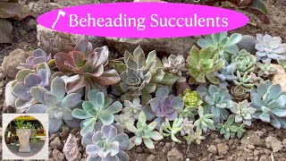 Beheading Succulents, Propagation, and Planting in My Succulent Garden